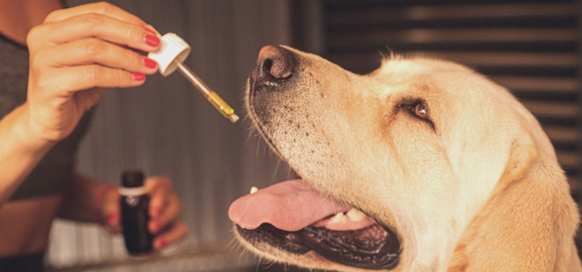 Cannabis para mascotas: Mendoza creó el primer programa del país que regula su uso medicinal en animales