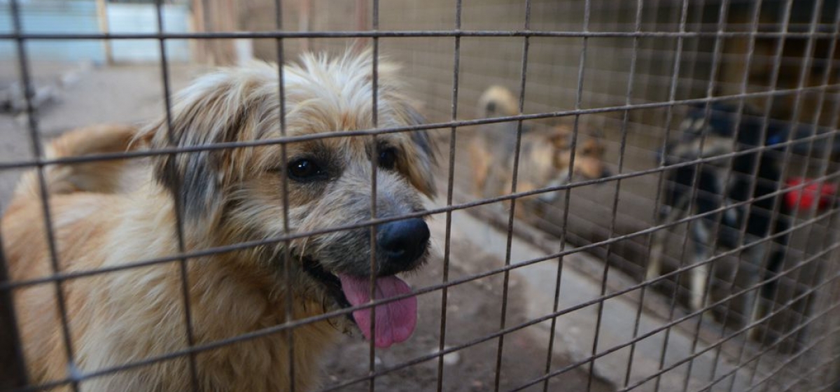 Fallo inédito en Córdoba: consideran a los animales “seres sintientes”