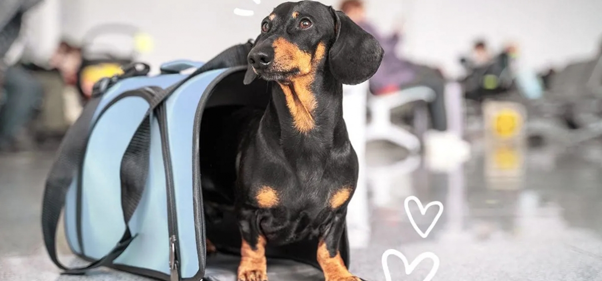 Las mascotas podrán viajar en trenes y micros de larga distancia